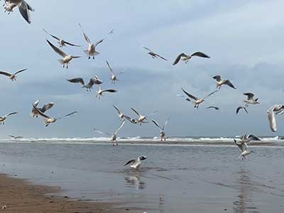 gulls-omaha-beach-normandy-john-cameron-unsplash