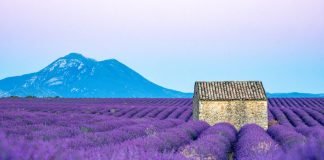 lavender-fields-provence