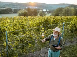 vigneron-credit-getty-images-via-unsplash