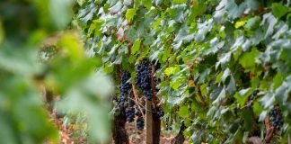 Grapes-on-the-Vine-credit-pierre-ducher-unsplash