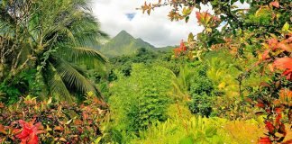 Regional-Natural-Park-of-Martinique