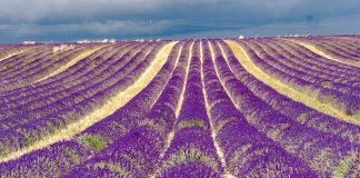 lavender-fields-credit-johnny-africa-unsplash